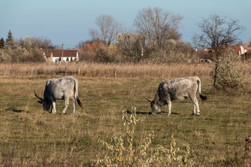 Gray cattle grazing.