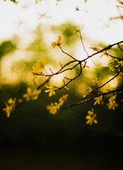 Sweet Yellow Flowers