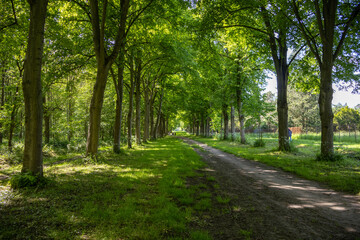 footpath in the park