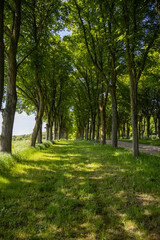 footpath in the park