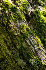 Moss growing on the old tree trunk.