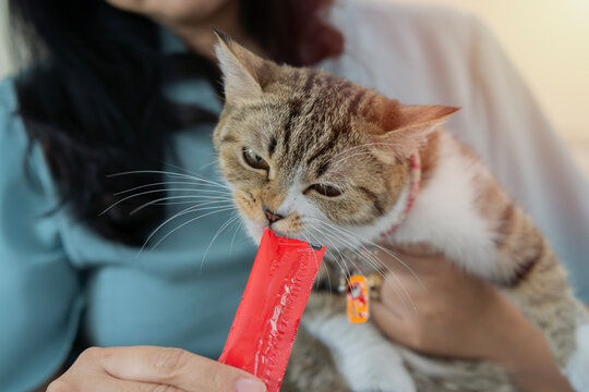 Pet lover concept, Young Asian woman sitting sofa and feeding her cute tubby cat with creamy treat