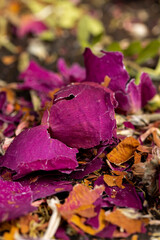 different types of dried flowers in a bouquet
