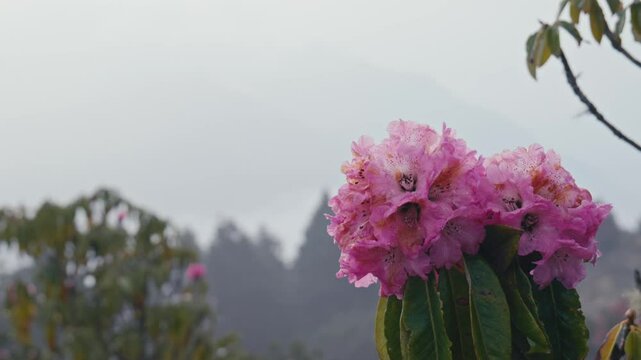 Rhododendron flower in Himalaya mountains