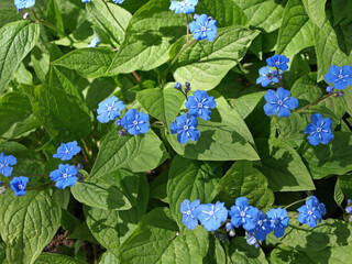 Blue flowers in gardens spring umbilicus (Omphalodes verna)