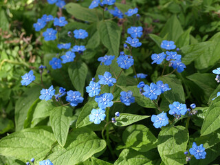 Blue flowers in gardens spring umbilicus (Omphalodes verna)