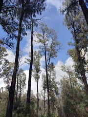 trees and sky in the forest