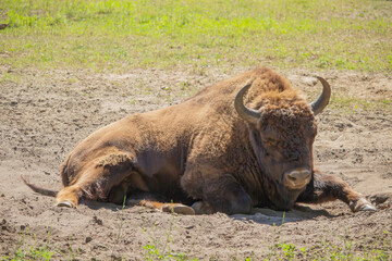 European bison (Bison bonasus) © Dead Tree World
