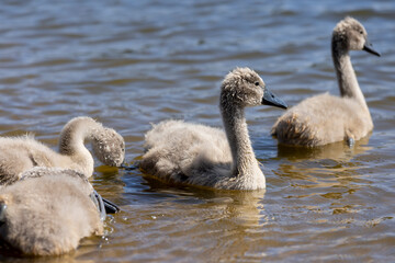 young swans in gray down swim on the lake