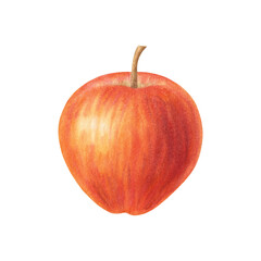 Realistic yellow red apple isolated on white background. Beautiful juicy ripe fruit. Sweet organic healthy food. Hand drawn watercolor botanical illustration. For design, cards, packaging, labels