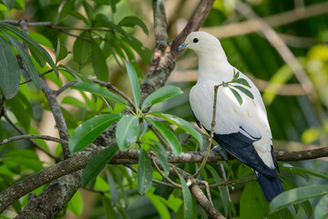 Pied Imperial Fruit Pigeon - Ducula bicolor, beautiful yellow pigeon from Indonesian forests and woodlands, Sumatra.