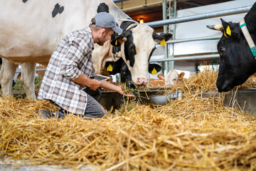 Man farm worker with digital tablet inspecting livestock.