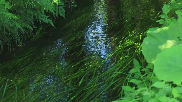 水草が揺れる夏の小川　水の流れ　清流