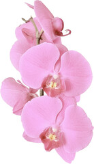 Fototapeta premium pink orchid isolated on white