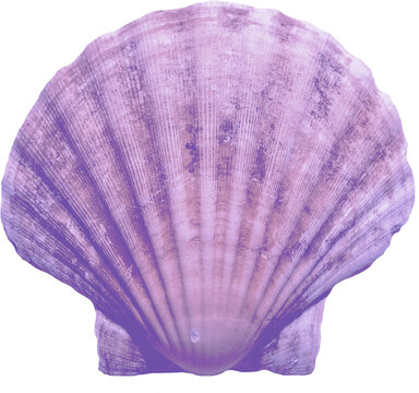 purple shell isolated on white
