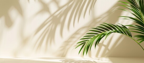Palm leaf shadow casting on a light backdrop and cream-colored floor. Tropical palm leaf shadows creating an abstract background for summer-themed mock-ups.
