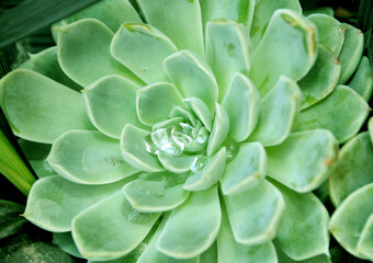 Succulants