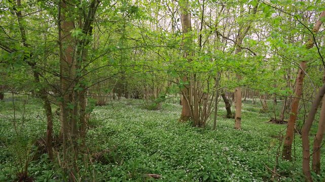 Floating through an English woodland with a carpet of white wild garlic flowers