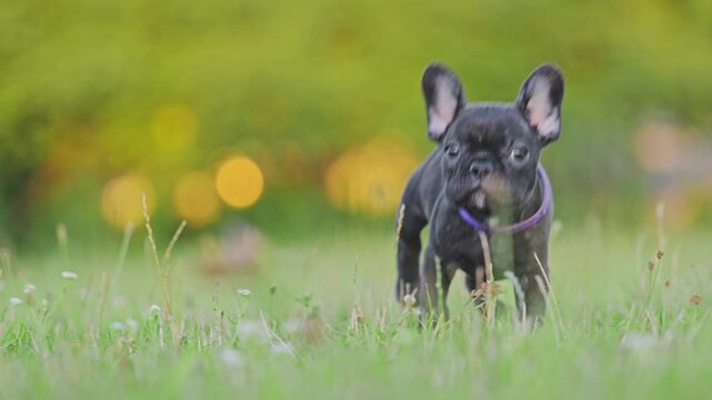 Cute little French bulldog puppy running on green grass background