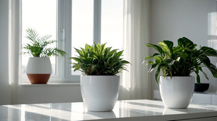 plants on a white plant pot in a condominium, growing plants in a Modern Condominium, eco, green plants, Nature in a City life, close-up plants in a white condominium.