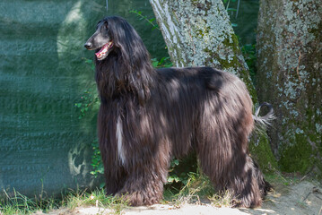 Schwarzer Afghanischer Windhund im Garten