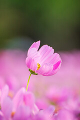 Fototapeta premium Beautiful blossom pretty pink cosmos flower in the garden