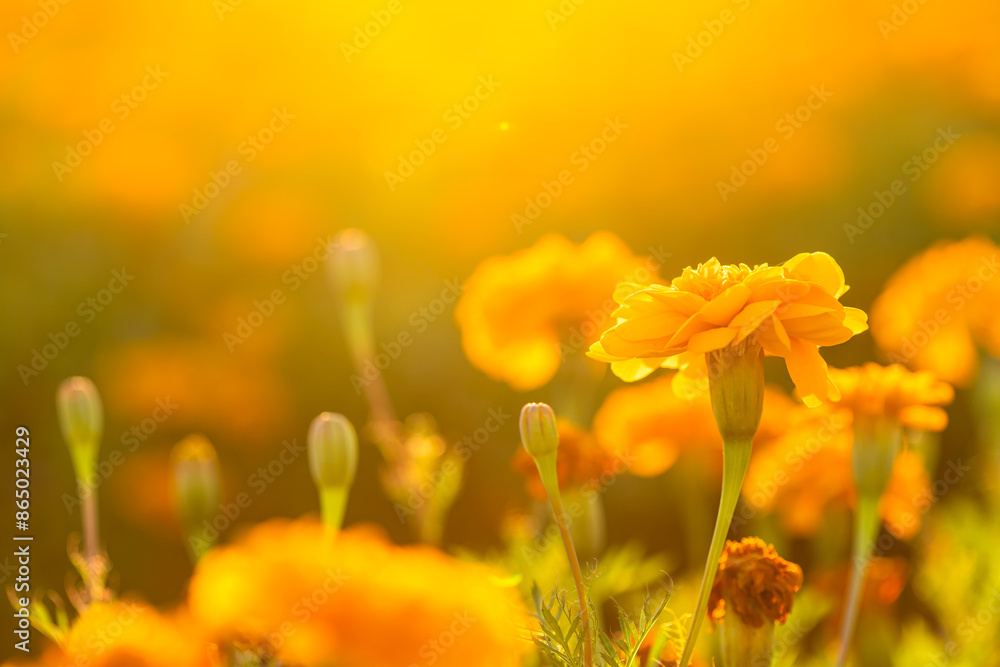 Poster closeup of yellow flower on blurred background under sunlight with copy space using as background na