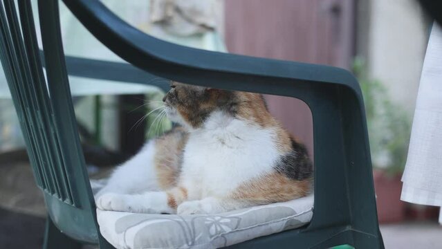 Close-up of a four-legged pet cleaning its colorful coat with its tongue. A cat performing its daily cleaning. 4k video