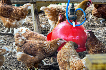 Red hens drink from automatic waterer © jackienix