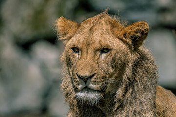 portrait of a lion