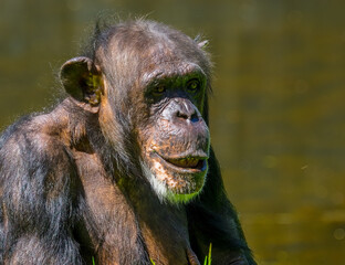 Chimpanzee