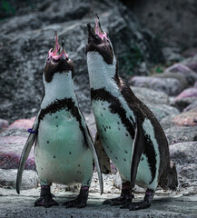 Penguins