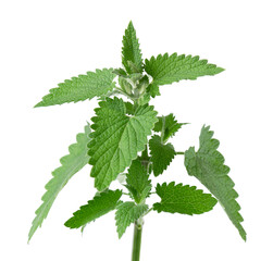 Bunch of lemon balm or melissa plant isolated on white background. Fresh green mint leaf. Clipping...
