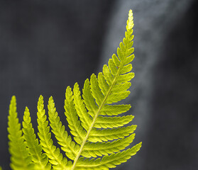 Fern