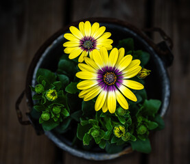 flowers in a basket