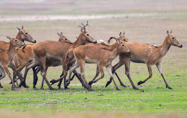 herds of elk running from left to right