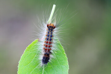 Caterpillar of Lymantria dispar, also known as the gypsy moth or the spongy moth on a plum leaf.