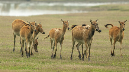 herds of elk running from left to right