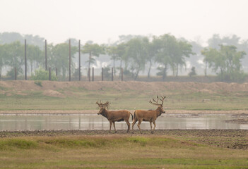 Two male elk standing bsck to back in the fog.