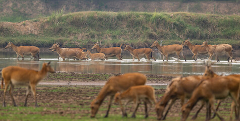 herds of elk walking on mud beach
