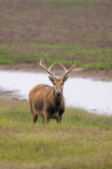 Elk standing by the river.
