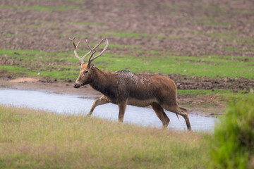 Elk standing by the river.