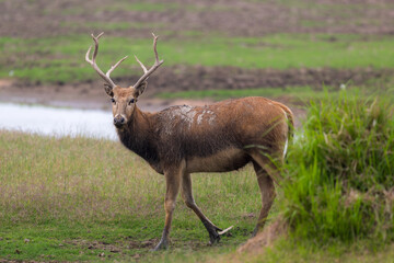 Elk standing by the river.