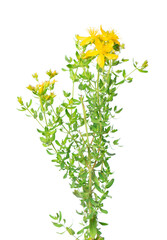 St. John's wort flowers isolated on white background. Hypericum flowers close up. Herbal medicine. Clipping path.