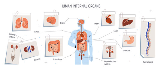 Internal inner organs, human body chart. Anatomical infographic, diagram with brain, intestine, heart, spinal cord and lungs. Male anatomy. Flat vector illustration isolated on white background