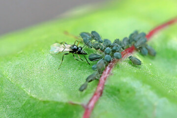 Aphid parasitoid (Aphidius colemanni), parasitize young  black bean aphid (Aphis fabae).
