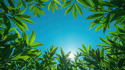 Obraz premium Upward view of vibrant green leaves forming a natural frame against a clear blue sky with the sun shining through. 