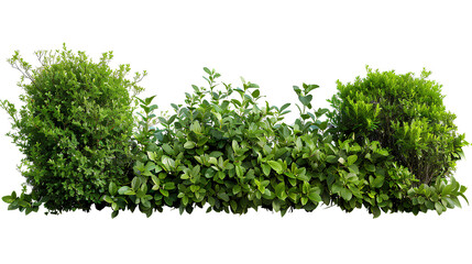 Obraz premium Set of lush garden bushes cut out
