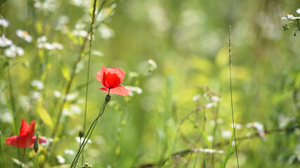 red poppy on a green background. big beautiful poppy flower on a blurred background, flower in the grass, green and red, floral design, nature close-up