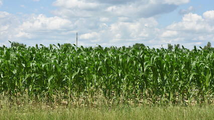 green corn leaves. Corn farm. photo of corn field. concept of good harvest, agricultural. Field of corn in spring or early summer. industrial background. farmland
